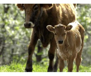 El 2% de las explotaciones ganaderas ecológicas de España están ubicadas en Cantabria