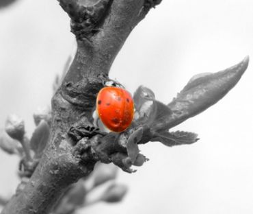 Vegetal World Congress