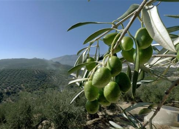 El olivar ecológico andaluz es el único cultivo de este tipo con un ‘presupuesto garantizado’