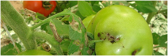 Tomates del mundo en peligro por una polilla