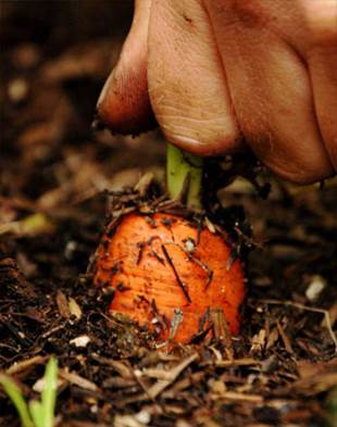 La agricultura ecológica un sector al alza