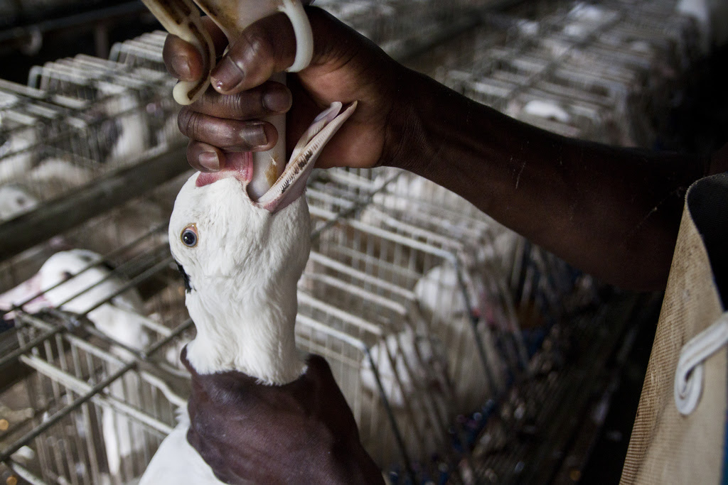 India prohíbe la importación del foie gras