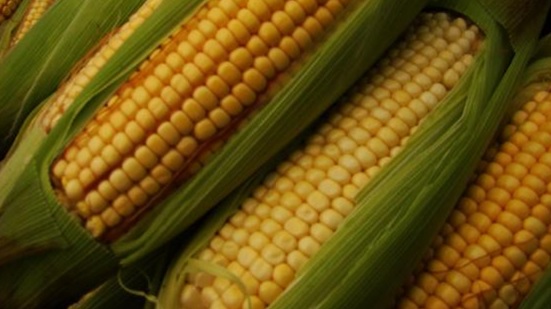 Amigos de la Tierra envía al Ministro Cañete una muestra de maíz ecológico en peligro por la presencia de transgénicos