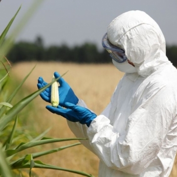 Alarmante incremento del cultivo de transgénicos