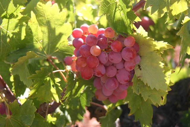 Los beneficios del resveratrol