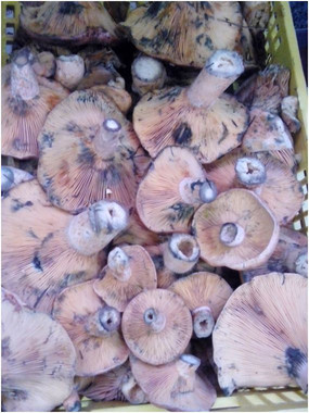 Predicen los precios del mercado micológico