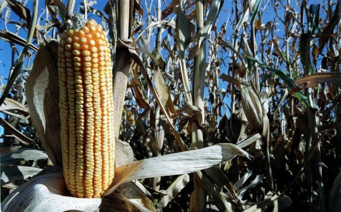 APAG Extremadura Asaja calcula que la cosecha de maíz se reducirá en torno a un 10% en esta campaña