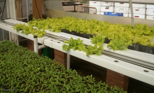 Investigadores implementan cultivo bajo invernadero que garantiza productos más saludables