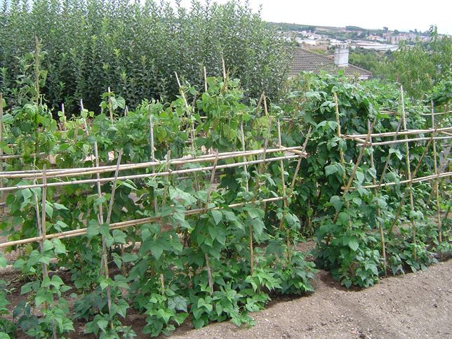 Zaragoza arrancará una escuela para emprendedores de agricultura ecológica