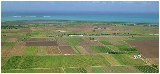 La agricultura ecológica en Murcia