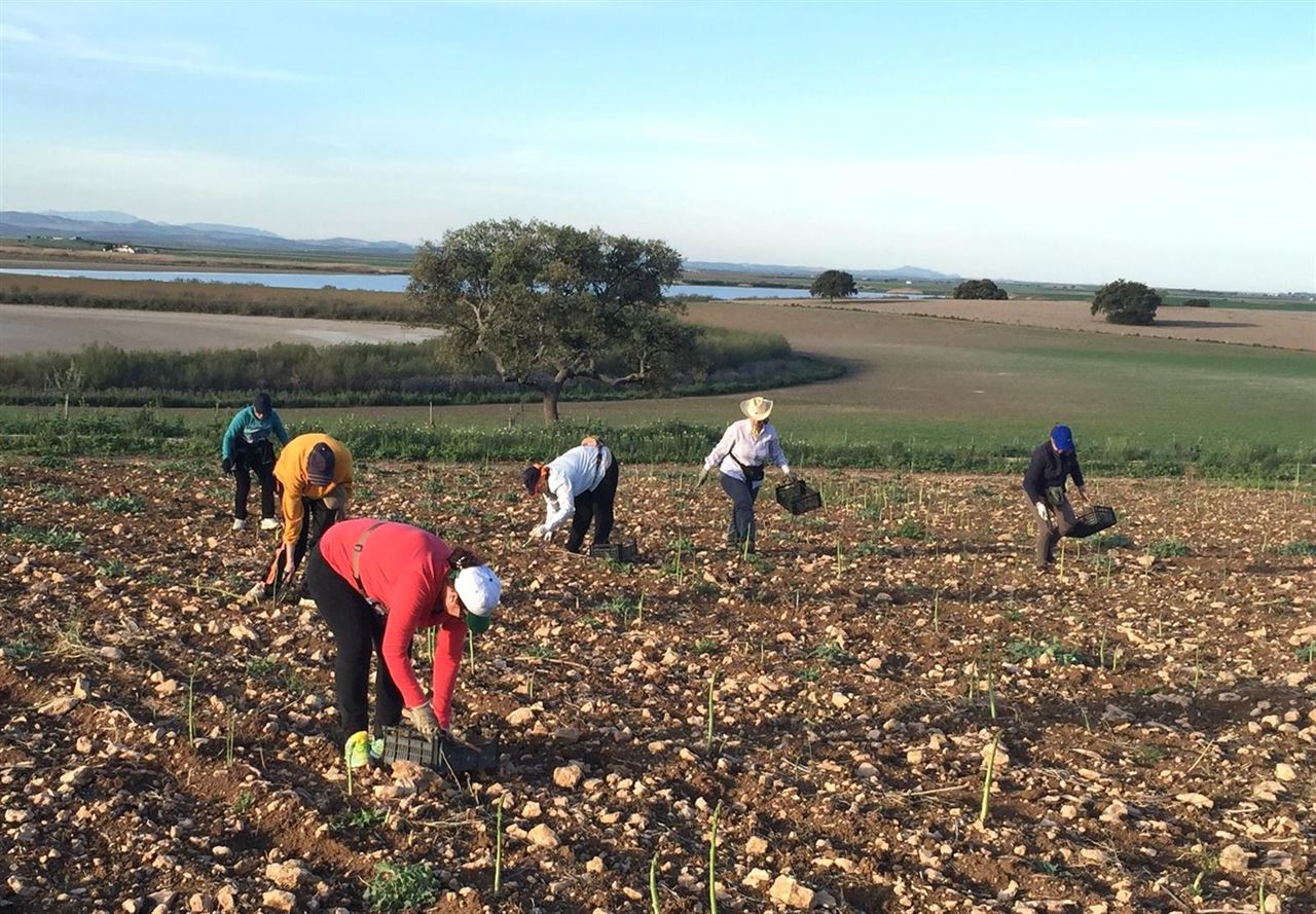 Se recolectan 15.000 kilos de espárragos ecológicos en Las Turquillas