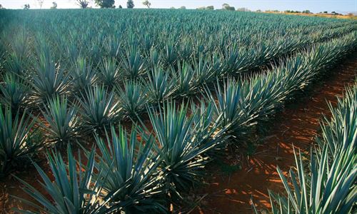 Edulcorante natural a partir de la planta de tequila reduce el azúcar en sangre en diabéticos