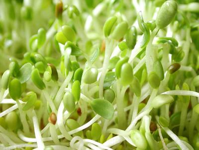 La soya germinada inhibe el cáncer cervicouterino