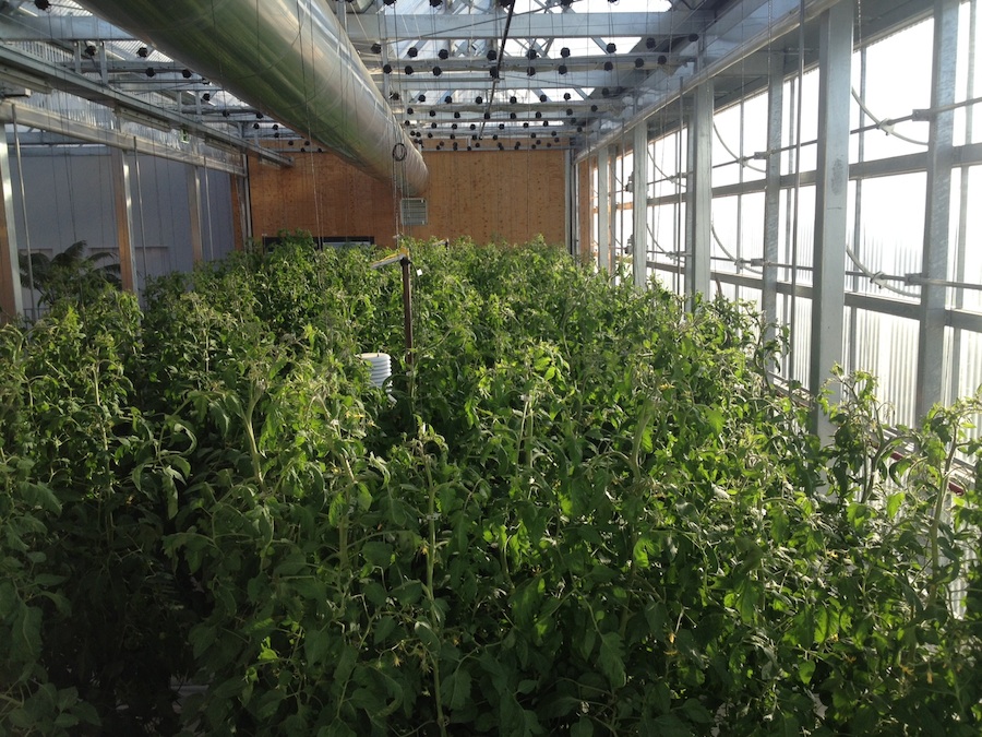 Con el 8% de las cubiertas de la Zona Franca se abastecería de tomate al 10% de Barcelona