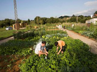 De solar a huerto urbano