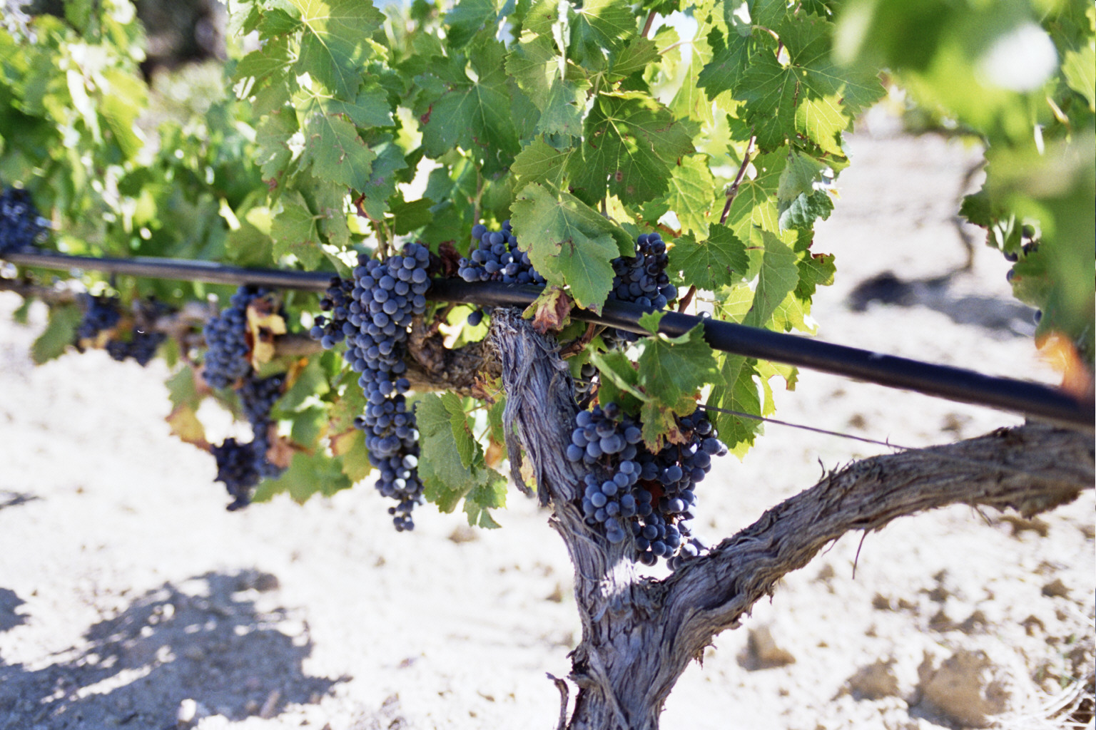 El CIRCE propone un sello de calidad para el vino fabricado de forma sostenible