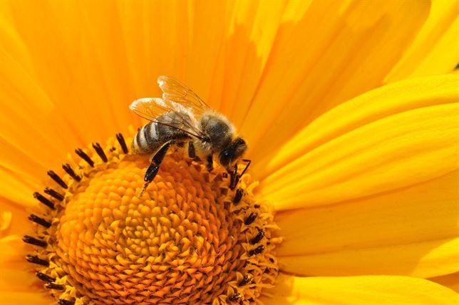 Abejas y pájaros ‘claves’ en la alimentación del planeta