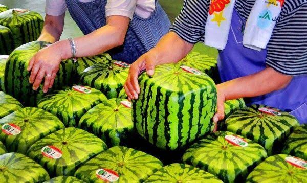 El Sr. Mulet nos acusa a los ecologistas de ‘activismo terrorista antitransgénicos’