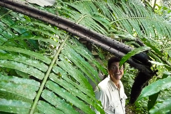Palmera Arenga de azúcar: Bioenergía