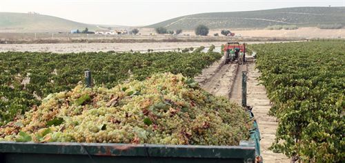 Comienza la vendimia en Jerez con una previsión de cosecha de 60 millones de kilos