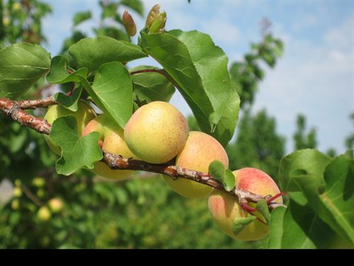 La Consejería de Agricultura y Agua destinará 3