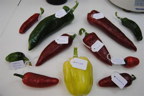 Pimientos con ‘sabor a la carta’
