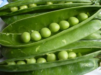 Las variedades locales españolas de guisante