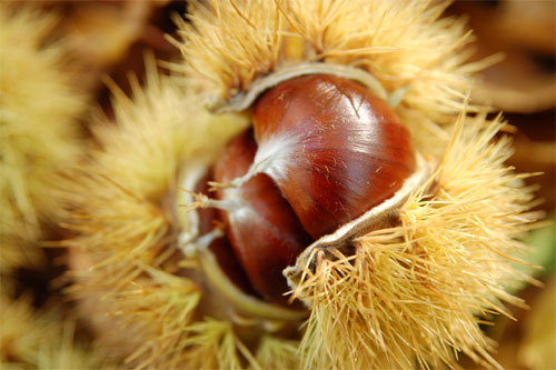Estudian la posibilidad de producir harina de castaña en Huelva para repostería y restauración