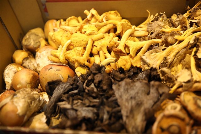 Castilla – La Mancha ‘avisa’ sobre el consumo de setas