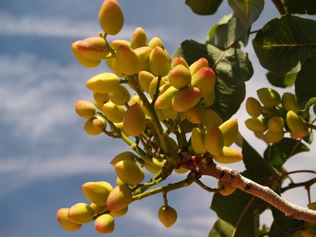 El sector del pistacho ha incrementado su superficie en 1.500 hectáreas durante el último año en C-LM