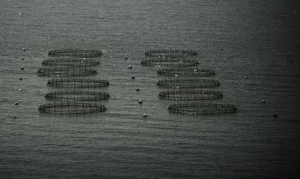 "Estudiamos cómo criar anchoa en cautividad con la misma calidad que la especie salvaje"