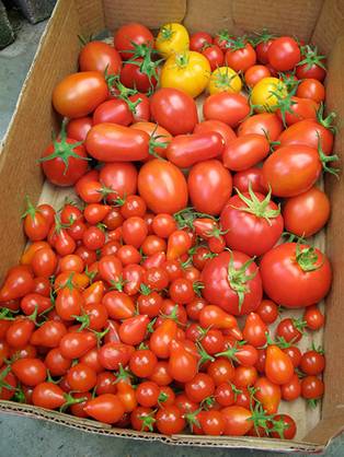 El Parlamento andaluz estudiará una moratoria de transgénicos