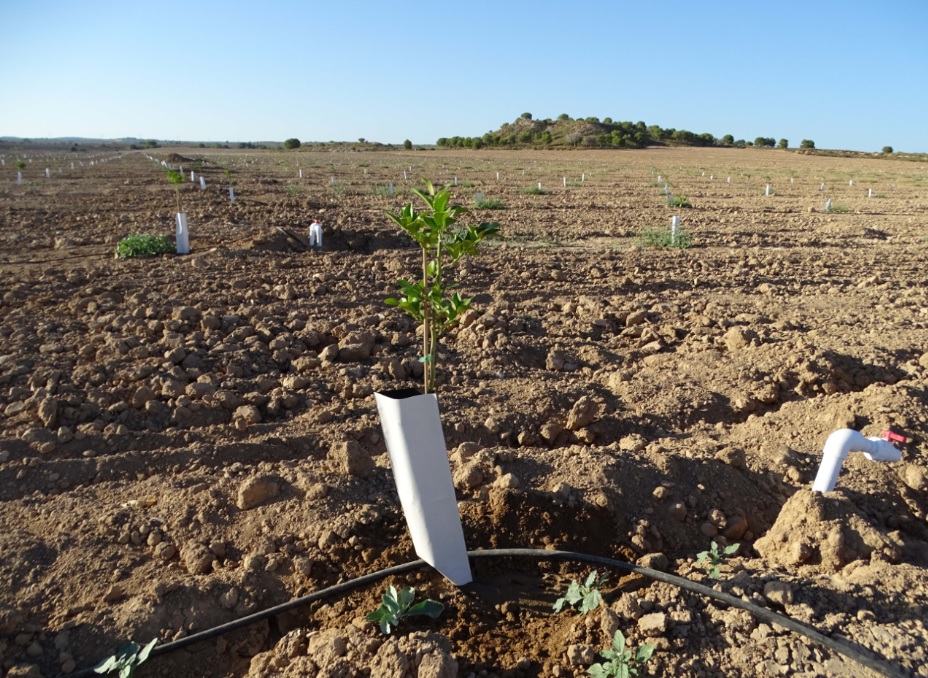 ANSE y WWF denuncian nuevas ampliaciones de regadíos ilegales dentro de Red Natura 2000 en el Campo de Cartagena