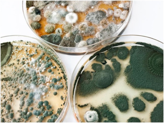 Micotoxinas y los alimentos más expuestos