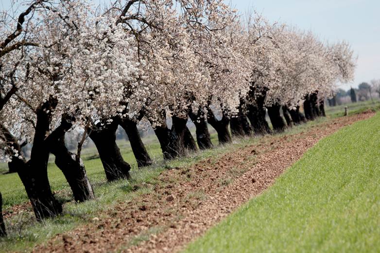 Los agricultores de las comarcas de Guadix