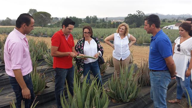 Huelva y el aloe vera