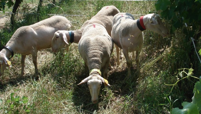La ganadería ecológica extremeña