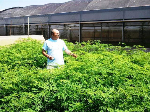 Qué es la ‘moringa’