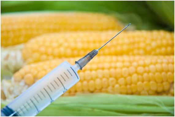 Prisioneros de los transgénicos