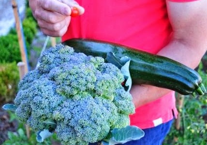 Adultos del Penal de Monterroso (Lugo) cuidan su propio huerto ecológico