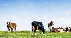 Si las vacas comen sano