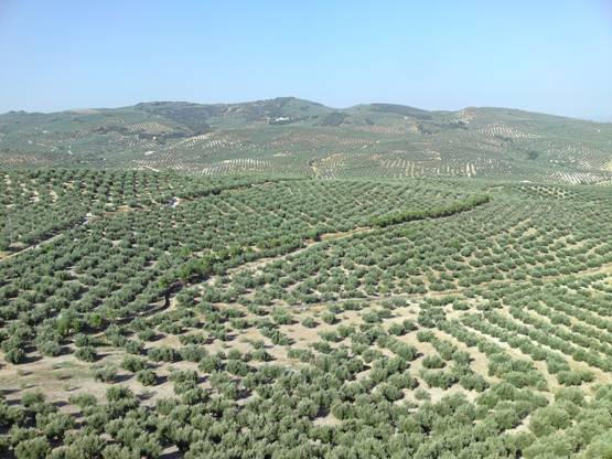 Córdoba acoge una jornada que analiza las oportunidades de la producción ecológica