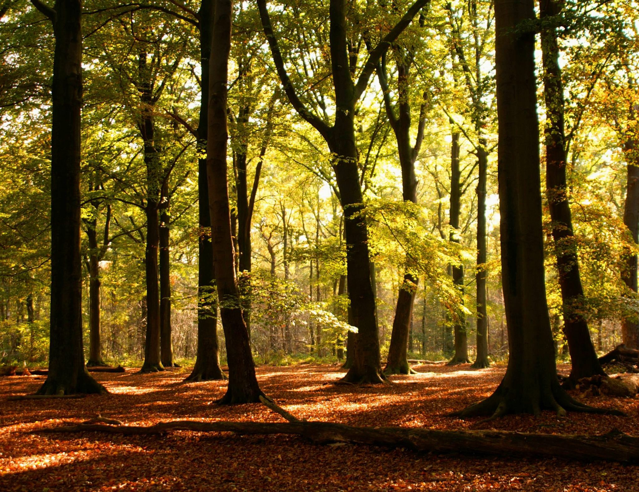 Experto universitario en planificación y conservación de espacios naturales