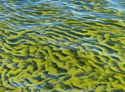 Canarias acogerá el primer banco nacional de algas de toda España