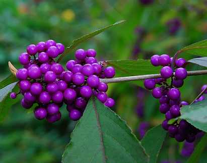 El consumo habitual de bayas podría reducir el riesgo de Parkinson