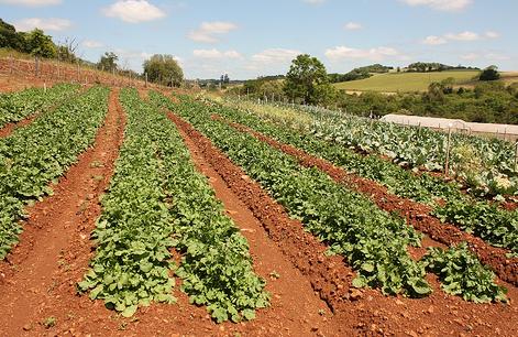 500 científicos y representantes de la sociedad civil apoyan una declaración contra su uso en agricultura y alimentación