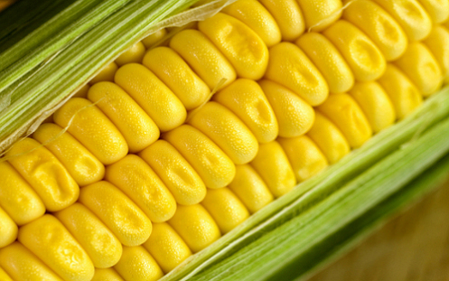 Europa pone ‘bajo la lupa’ el maíz transgénico