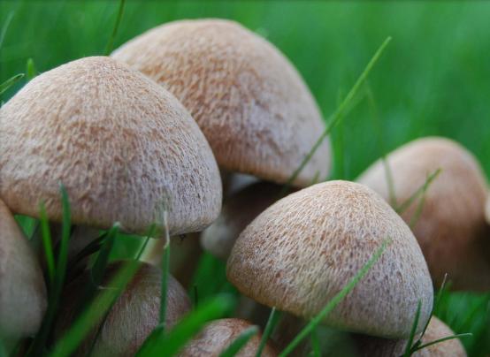 La Comunidad Valenciana detecta una partida de setas no aptas para el consumo