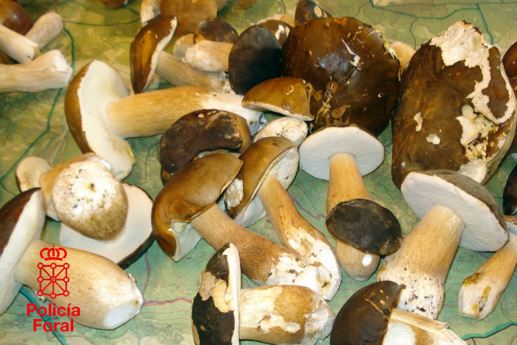 El Gobierno de Navarra recuerda a los aficionados a la micología que deben cumplir la normativa para recolectar setas y hongos
