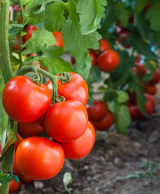 Los contaminantes del suelo y los tomates